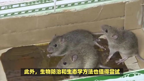 揭秘：高效灭老鼠的绝妙方法！ 1