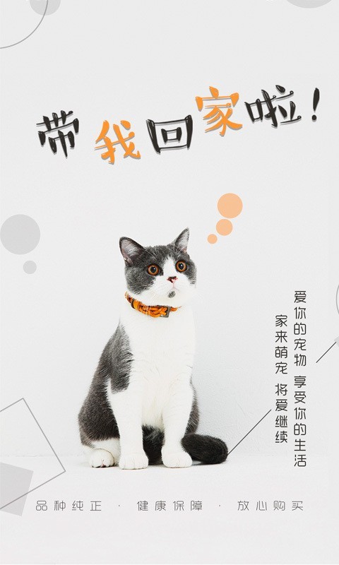 猫行狗市 1