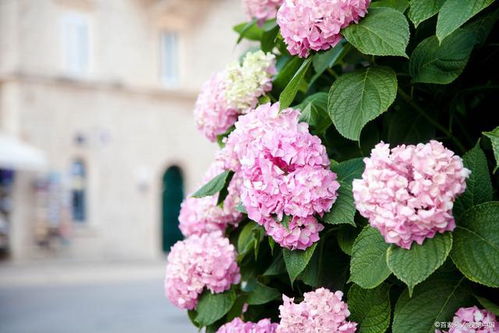 揭秘：绣球花背后隐藏的花语是什么？ 2