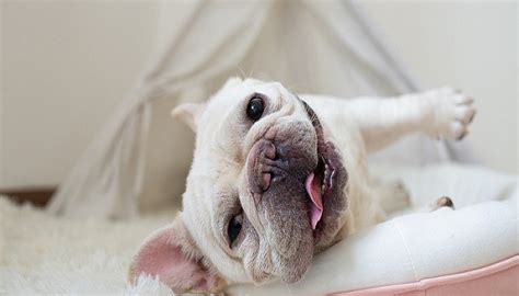 狗狗翻肠子应该怎么办？ 3