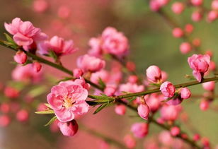 桃花之秘：习性、色彩、生长地探秘，花期盛放与动人传说 3