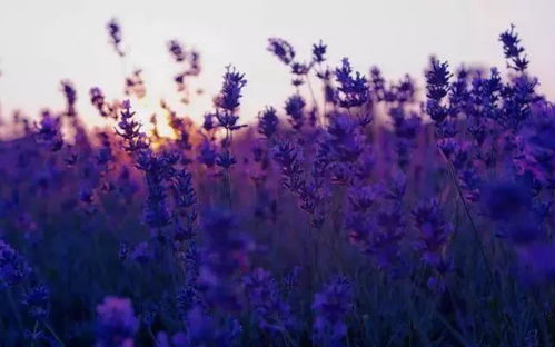 薰衣草：浪漫花语与深层寓意解析 2