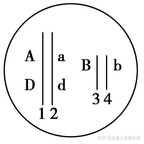 揭秘基因世界的双生子：等位基因与非等位基因的奥秘 2