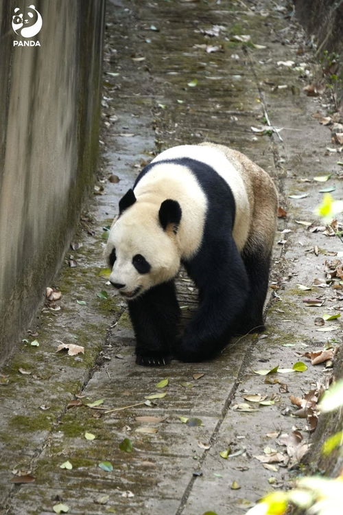 如何生动形容熊猫走路的姿态？ 3