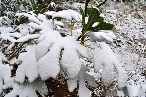 冬季雪封草地，哪种植物成了动物的“生命稻草”？ 2