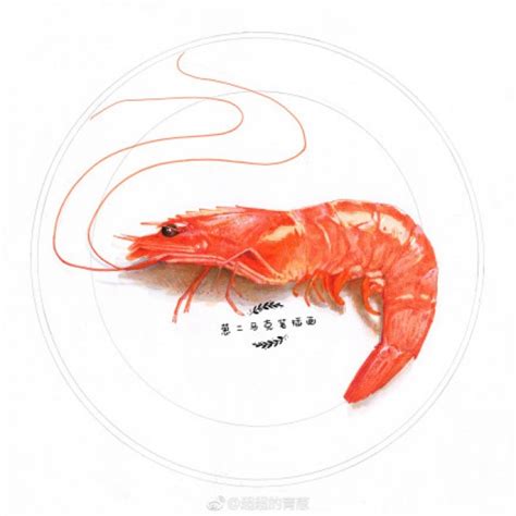 轻松学会！dxdll手绘大虾详细步骤 1