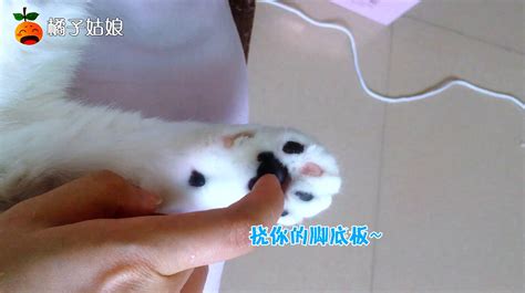 萌宠小猫咪精彩瞬间大集锦 1