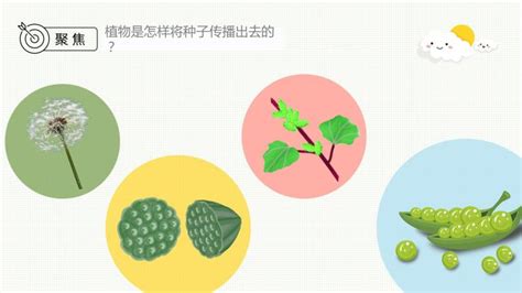 揭秘：植物种子传播的多样奇妙方式 1