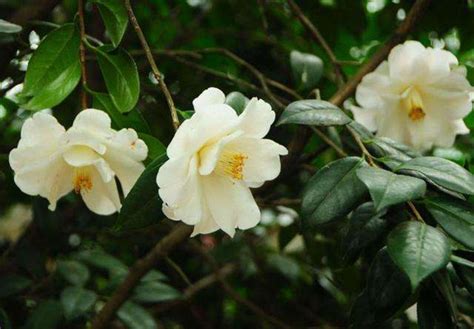 白山茶：揭秘其浪漫花语与深刻寓意 4