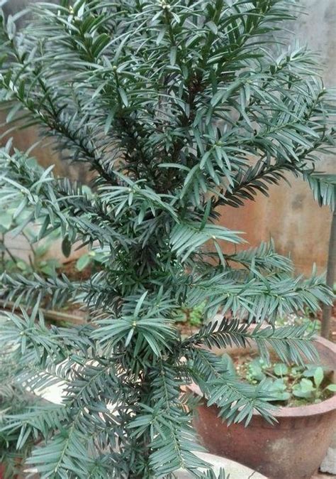 红豆杉的种植与养护指南 1
