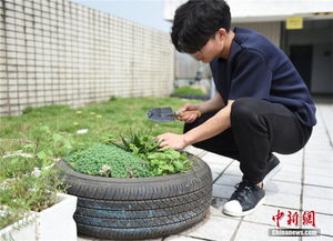 轻松掌握常青藤养殖秘诀，让绿意常伴家中！ 2