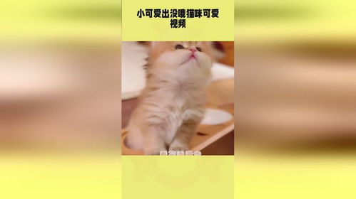 萌宠大赏：精选猫咪超萌短视频集锦 2