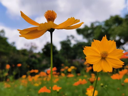 绽放绚烂波斯菊：全面种植指南与必备注意事项 2