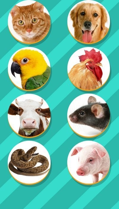 Pet Translator宠物对话翻译器app 截图2