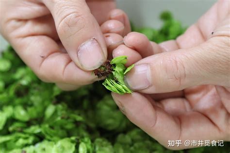 揭秘榆钱美味秘籍！6道视频教程，教你如何让榆钱变身餐桌佳肴，点击解锁美味新体验！ 2