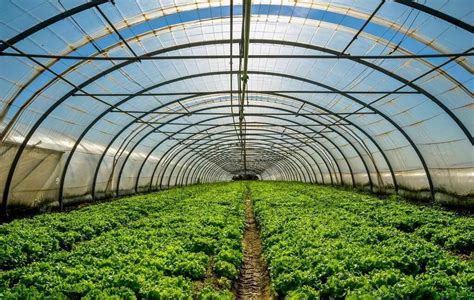 大棚蔬菜种植的高效技术与实用方法 1