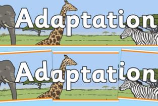 Adaption vs. Adaptation: Key Differences 3