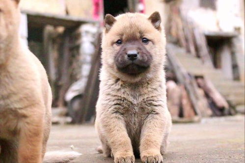 【震撼呈现】田园犬生活趣事大放送，精彩视频不容错过！ 3