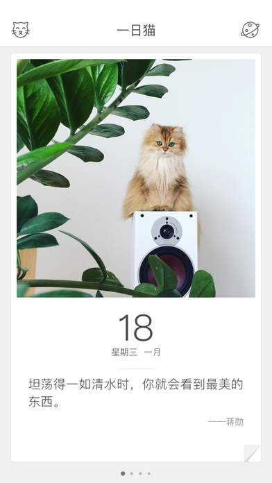 一日猫 截图5