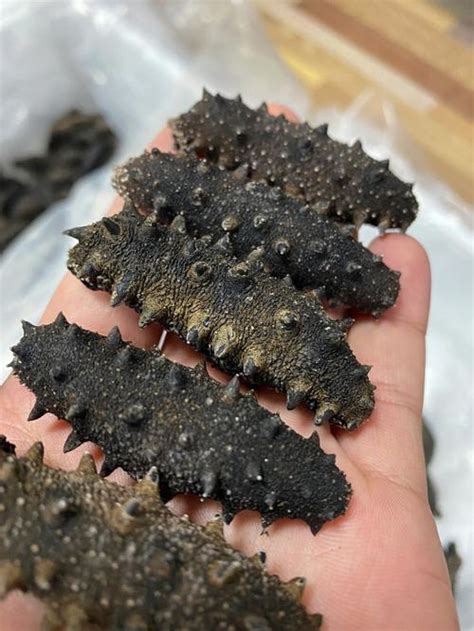 怎样选择好的海参？ 1