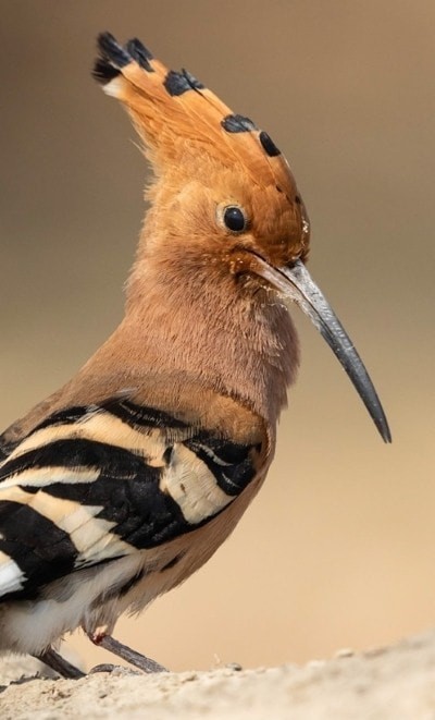 Merlin鸟种鉴定 1