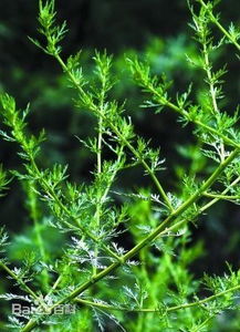 蚂蚁庄园揭秘：青蒿素——疟疾克星源自何种植物 2