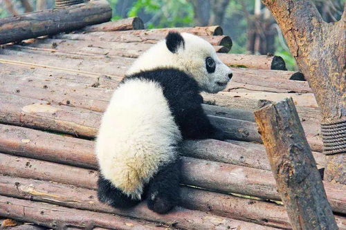 惊爆！大熊猫的奇妙世界：你所不知道的秘密 1
