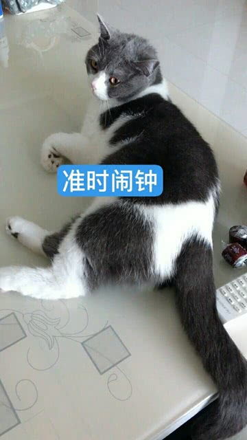 萌宠日常大放送！猫咪生活趣事视频精选集，萌化你的心 3