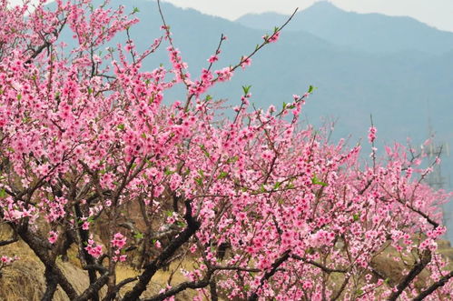 桃花之秘：习性、色彩、生长地探秘，花期盛放与动人传说 1