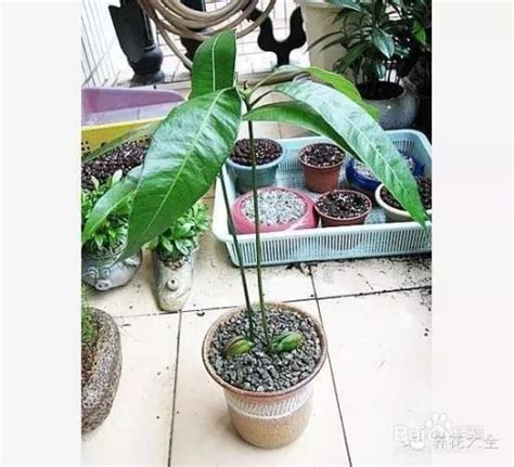 如何种植芒果盆栽 2