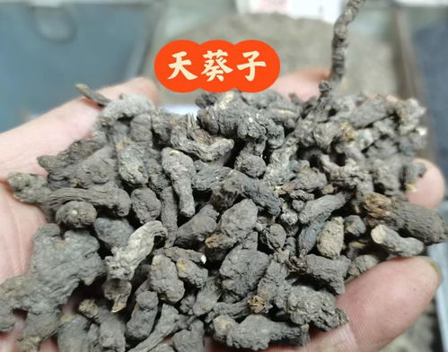 千年老鼠屎有什么作用或功效？ 3