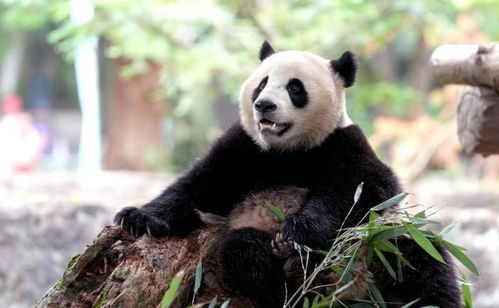 惊爆！大熊猫的奇妙世界：你所不知道的秘密 3
