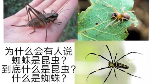 蜘蛛到底是不是昆虫？它属于什么类别？ 4