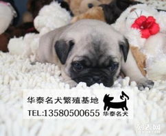 探究巴哥犬的性格特点 2