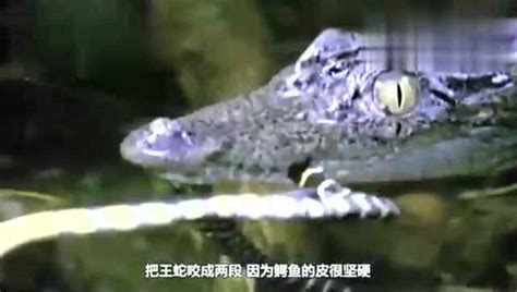 蛇的天敌有哪些？ 2