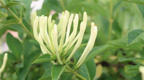 揭秘高效金银花栽培技术，轻松打造丰收花园 1
