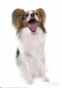 揭秘：如何准确判断蝴蝶犬的年龄？ 4
