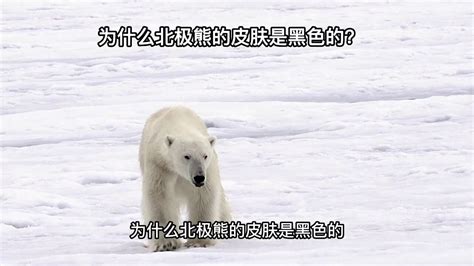 北极熊的皮肤为什么是黑色的？ 3