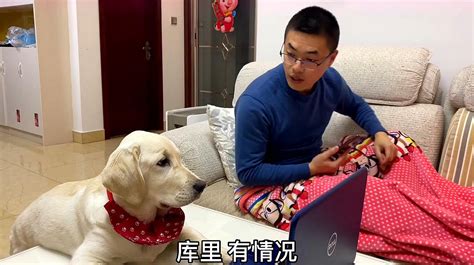 拉布拉多犬日常趣事大盘点：你最想看的瞬间是哪一个？ 1