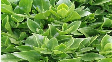 穿心莲最佳种植时间及高效栽培方法 5