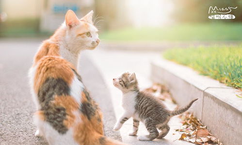 萌宠控必看！这些超萌猫咪小视频，你能忍住不点开吗？ 3