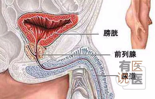 男性生殖器官正常尺寸范围是多少 4