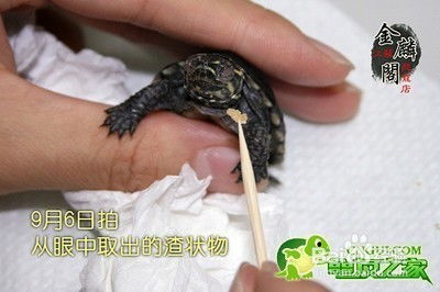治疗小乌龟白眼病的有效方法 3