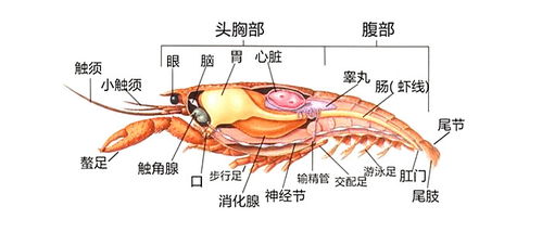 问答揭秘：蚂蚁庄园小课堂揭秘小龙虾心脏的独特位置 2