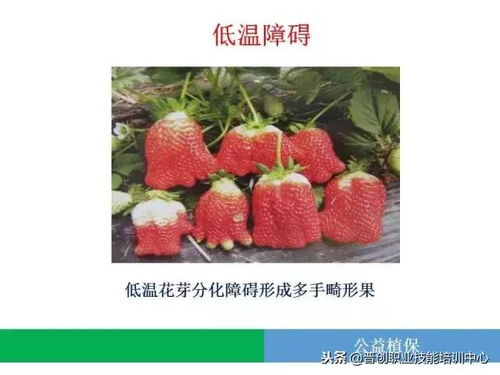 草莓全解析：图文并茂认识每一部分名称 1