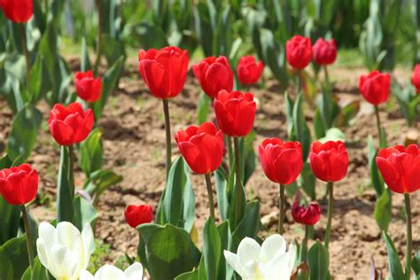 郁金香花的养护指南 4