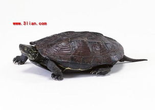 想知道如何轻松饲养乌龟，打造完美龟宠生活吗？ 1