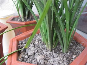 兰花种植指南 3