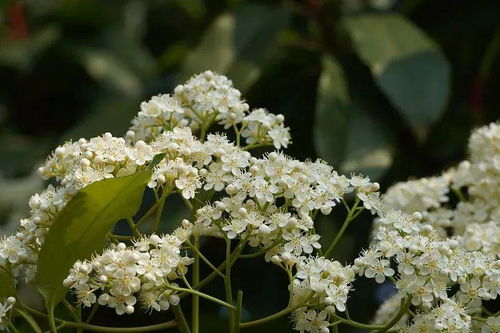 揭秘石楠花：神秘花朵与深刻寓意大揭秘 4