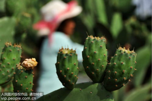 揭秘：仙人掌是否真的能有效抵御电脑辐射？ 2